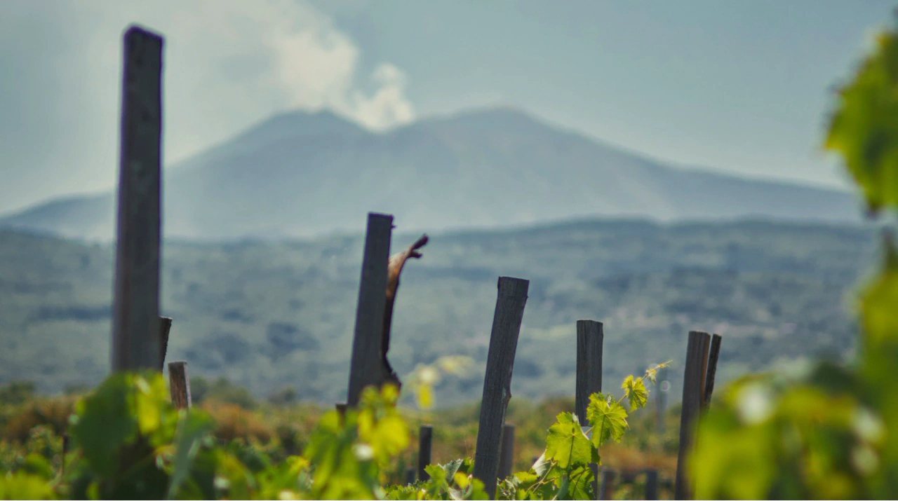 Vigneto dell'Etna
